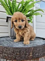 bella, a female Miniature Goldendoodle for sale in Grabill, IN – 1 of 10
