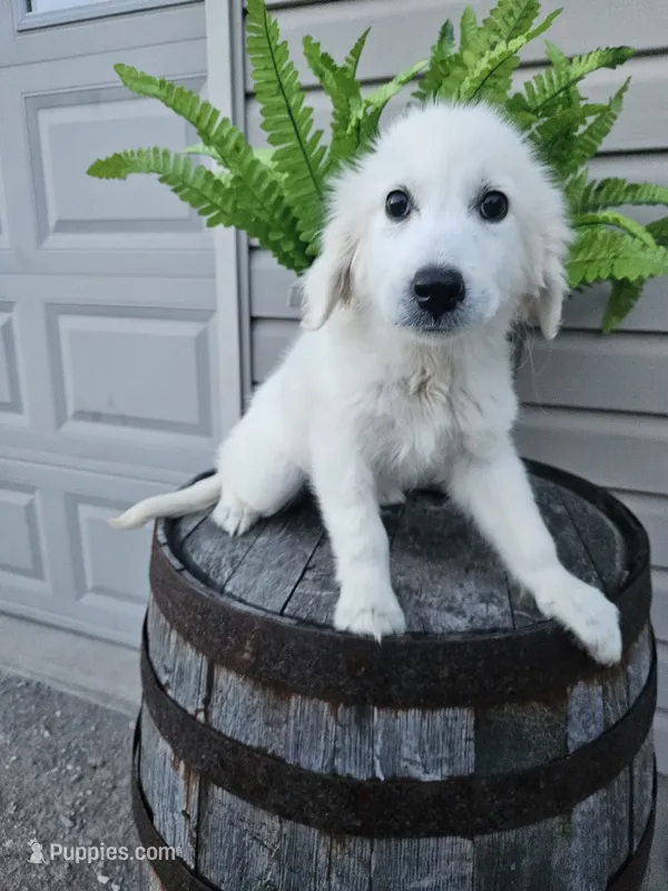 Clifford  – English Cream Golden Retriever puppy for sale in Grabill, IN