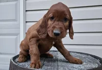 girly, a female Irish Setter for sale in Grabill, IN – Photo 1 of 9
