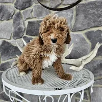 billy, a male Poodle - Miniature  for sale in Grabill, IN – Photo 1 of 8