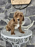 billy, a male Poodle - Miniature  for sale in Grabill, IN – Photo 1 of 8