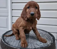 girly, a female Irish Setter for sale in Grabill, IN – Photo 9 of 9