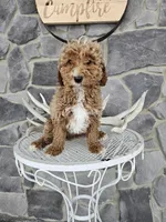 billy, a male Poodle - Miniature  for sale in Grabill, IN – Photo 5 of 8