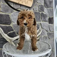 billy, a male Poodle - Miniature  for sale in Grabill, IN – Photo 4 of 8