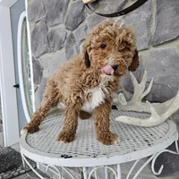 billy, a male Poodle - Miniature  for sale in Grabill, IN – Photo 3 of 8