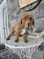 billy, a male Poodle - Miniature  for sale in Grabill, IN – Photo 3 of 8