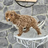 billy, a male Poodle - Miniature  for sale in Grabill, IN – Photo 7 of 8
