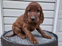 girly, a female Irish Setter for sale in Grabill, IN – Photo 8 of 9
