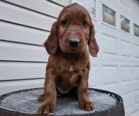 girly, a female Irish Setter for sale in Grabill, IN – Photo 3 of 9