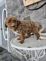 billy, a male Poodle - Miniature  for sale in Grabill, IN – Photo 6 of 8