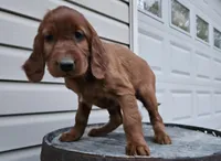 girly, a female Irish Setter for sale in Grabill, IN – Photo 5 of 9