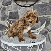 billy, a male Poodle - Miniature  for sale in Grabill, IN – Photo 2 of 8