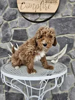 billy, a male Poodle - Miniature  for sale in Grabill, IN – Photo 2 of 8