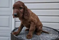 girly, a female Irish Setter for sale in Grabill, IN – Photo 4 of 9