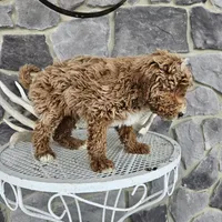 billy, a male Poodle - Miniature  for sale in Grabill, IN – Photo 8 of 8