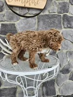 billy, a male Poodle - Miniature  for sale in Grabill, IN – Photo 8 of 8