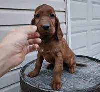 girly, a female Irish Setter for sale in Grabill, IN – Photo 2 of 9