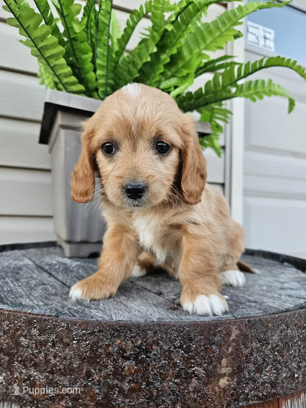 Benny – Miniature Goldendoodle puppy for sale in Grabill, IN