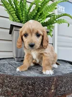 Benny, a male Miniature Goldendoodle for sale in Grabill, IN – 1 of 9
