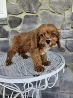 Clifford, a male Cavapoo for sale in Grabill, IN – 8 of 10