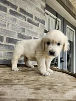 hank, a male English Cream Golden Retriever for sale in Grabill, IN – 5 of 8