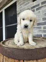hank, a male English Cream Golden Retriever for sale in Grabill, IN – 6 of 8