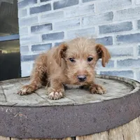buddy, a male Poodle - Toy  for sale in Grabill, IN – Photo 5 of 8