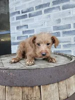 buddy, a male Poodle - Toy  for sale in Grabill, IN – Photo 5 of 8