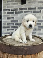 hank, a male English Cream Golden Retriever for sale in Grabill, IN – 7 of 8