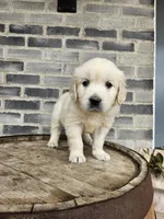hank, a male English Cream Golden Retriever for sale in Grabill, IN – 3 of 8