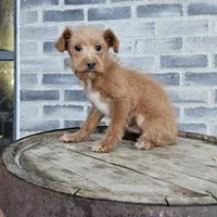 buddy, a male Poodle - Toy  for sale in Grabill, IN – Photo 1 of 8