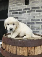hank, a male English Cream Golden Retriever for sale in Grabill, IN – 4 of 8