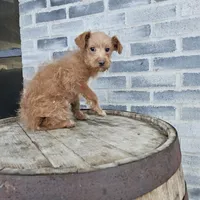 buddy, a male Poodle - Toy  for sale in Grabill, IN – Photo 7 of 8