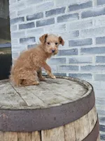 buddy, a male Poodle - Toy  for sale in Grabill, IN – Photo 7 of 8