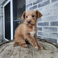 buddy, a male Poodle - Toy  for sale in Grabill, IN – Photo 3 of 8