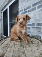 buddy, a male Poodle - Toy  for sale in Grabill, IN – Photo 3 of 8
