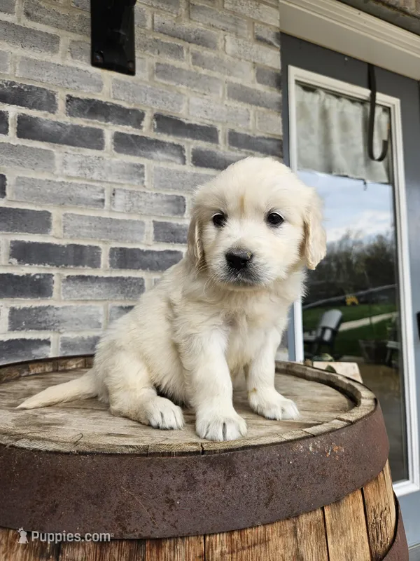 hank – English Cream Golden Retriever puppy for sale in Grabill, IN