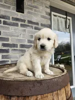 hank, a male English Cream Golden Retriever for sale in Grabill, IN – 1 of 8