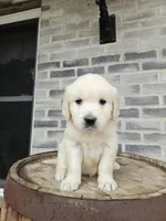 hank, a male English Cream Golden Retriever for sale in Grabill, IN – 2 of 8