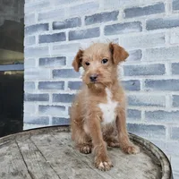 buddy, a male Poodle - Toy  for sale in Grabill, IN – Photo 2 of 8