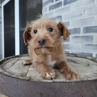 buddy, a male Poodle - Toy  for sale in Grabill, IN – Photo 6 of 8