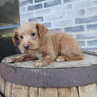 buddy, a male Poodle - Toy  for sale in Grabill, IN – Photo 8 of 8