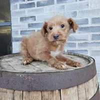 buddy, a male Poodle - Toy  for sale in Grabill, IN – Photo 4 of 8