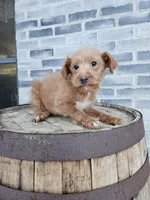buddy, a male Poodle - Toy  for sale in Grabill, IN – Photo 4 of 8