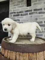 hank, a male English Cream Golden Retriever for sale in Grabill, IN – 8 of 8