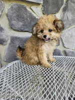 sally, a female Poodle - Toy  for sale in Grabill, IN – 4 of 10