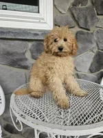 Rallfy, a male Goldendoodle for sale in Grabill, IN – 2 of 4