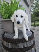 Clifford , a male English Cream Golden Retriever for sale in Grabill, IN – 5 of 10