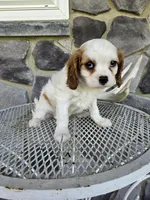 Belem, a male Cavalier King Charles Spaniel for sale in Grabill, IN – 5 of 9