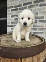 Kito, a male English Cream Golden Retriever for sale in Grabill, IN – Photo 7 of 8